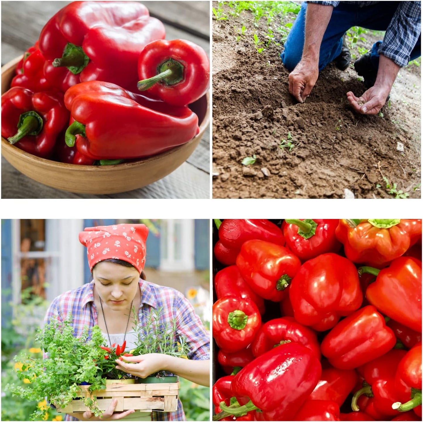 California Wonder Bell Pepper Seeds for Planting - All Natural/Non-GMO/Heirloom Pepper Seeds - Pack of 30 Sweet Pepper Seeds with Instructions to Plant - Delicious Red Peppers for Home Garden