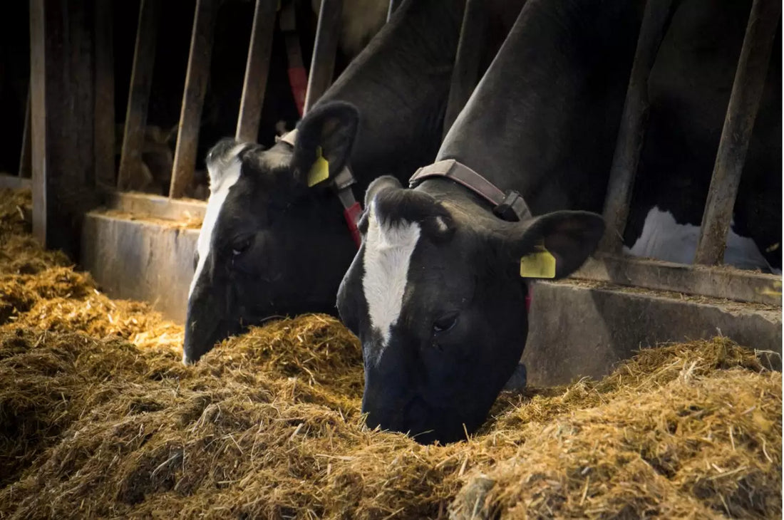 Improving Feed Efficiency in Livestock