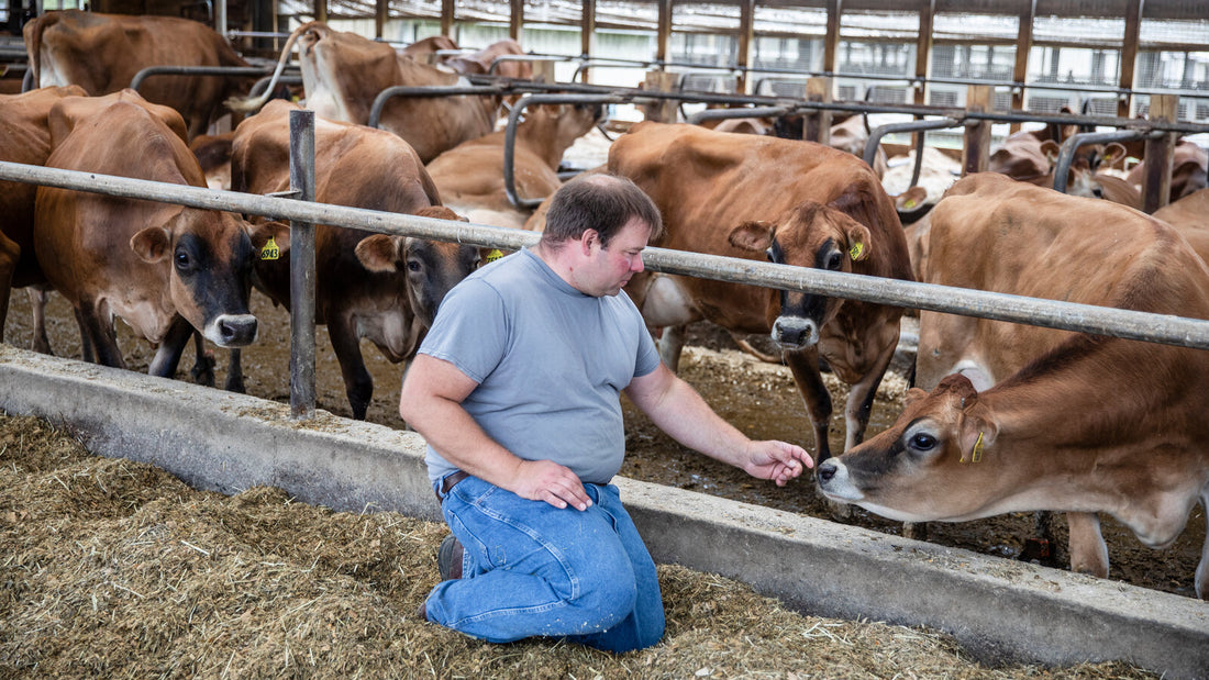 Dairy Farming and Animal Welfare