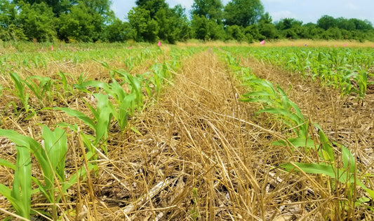Benefits and challenges of cover cropping in agriculture