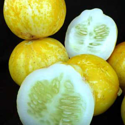 Lemon Cucumbers the Delightful Heirloom Variety