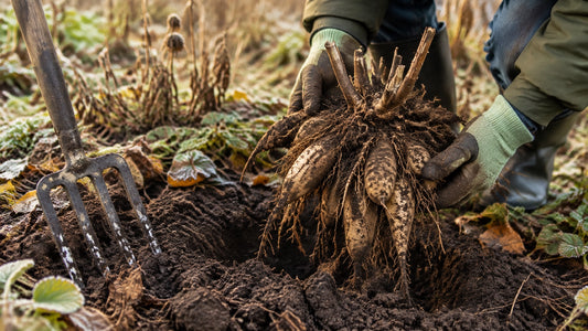 Gardener lifting a dahlia tuber clump from dark soil with a garden fork after frost