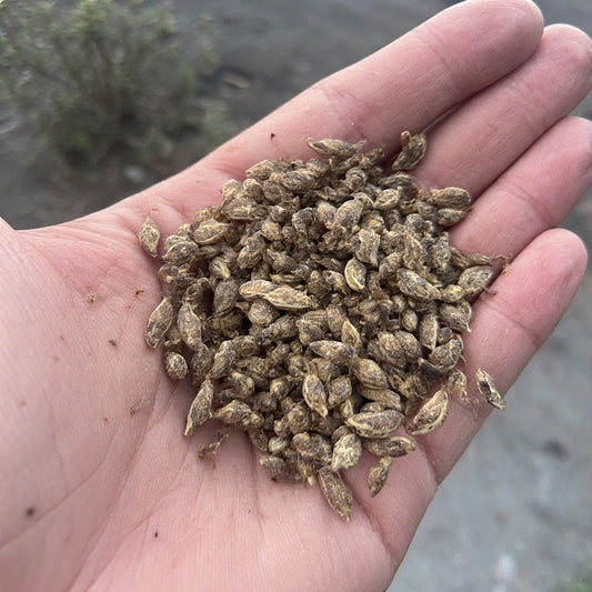 Best Way to Germinate Old Seeds: Proven Techniques to Revive Dormant Seeds