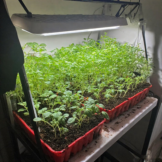 Best Indoor Lighting for Vegetable Seedlings: A Complete Guide for Healthy Growth
