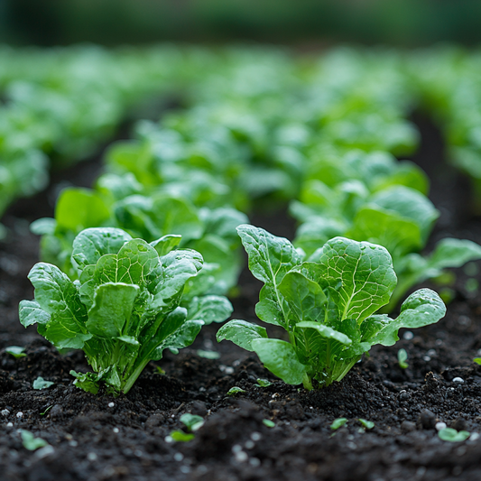 Best Time to Plant Lettuce Seeds: A Comprehensive Guide