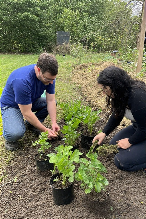 Top 10 Companion Planting Combinations That Actually Work: Proven Pairings for a Thriving Garden