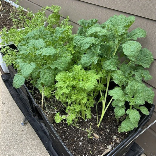 Easy Vegetables to Grow in Containers: A Complete Guide for Small-Space Gardeners