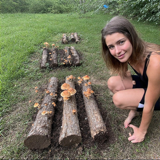 Growing Edible Mushrooms on Logs in Your Backyard