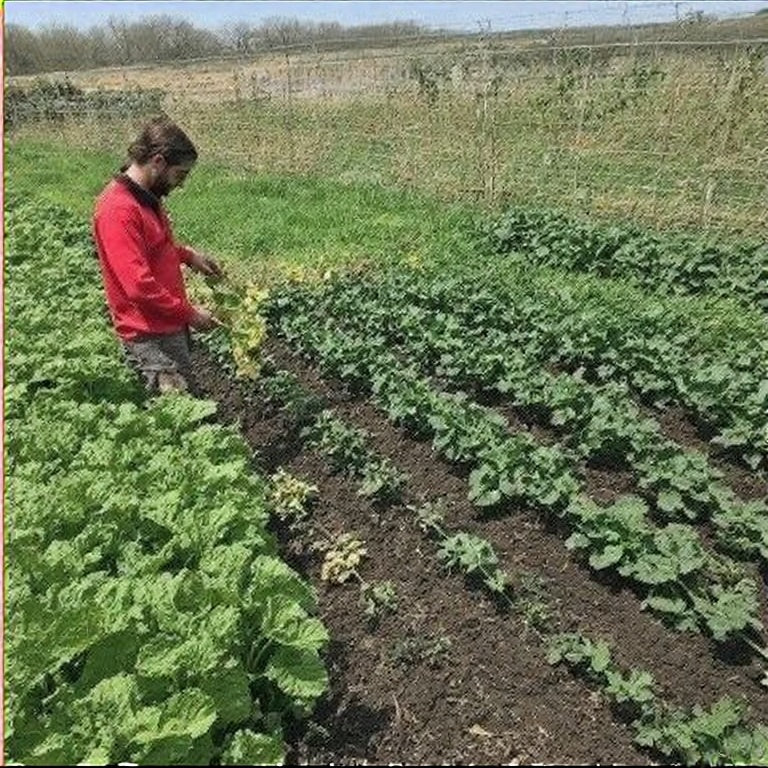 Gardening Myths That Are Costing You Time and Harvest