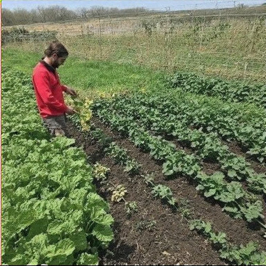 Gardening Myths That Are Costing You Time and Harvest