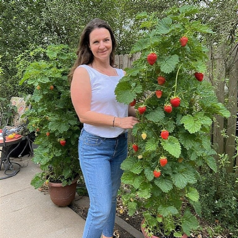 Growing Vertical Strawberries on a Patio: A Complete Guide
