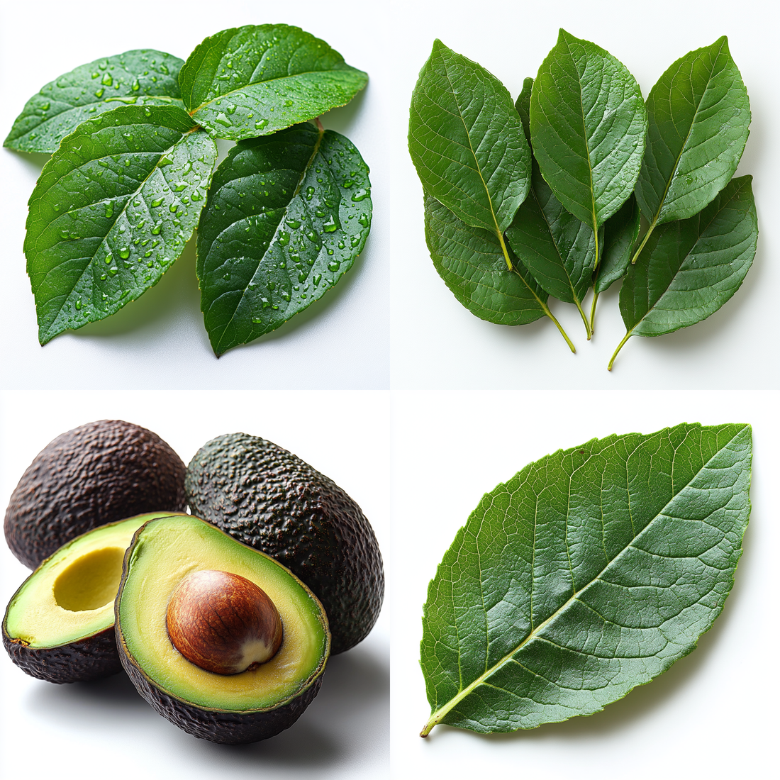 20 Health Benefits of Avocado Leaves