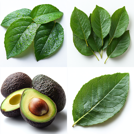 20 Health Benefits of Avocado Leaves