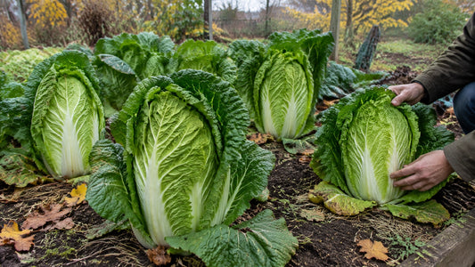 Elongated Napa cabbage heads forming in an autumn garden bed