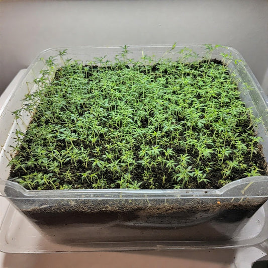 How Do I Start Seeds Indoors? A Comprehensive Guide