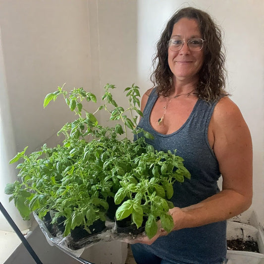 How to Grow Basil from Seed Indoors: A Complete Guide