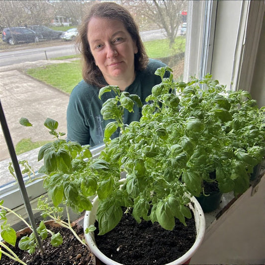How to Grow Basil on a Windowsill: A Comprehensive Guide