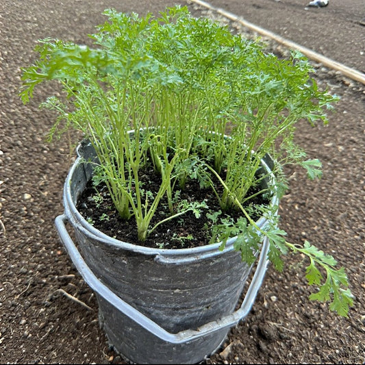 How to Grow Carrots in Buckets: A Complete Guide for Container Gardeners
