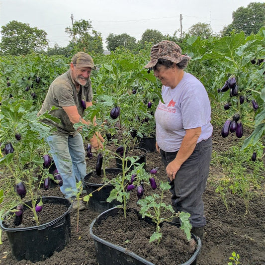 How to Grow Eggplant in Containers: A Comprehensive Guide