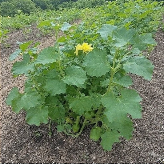 How to Grow Okra in a Small Garden: A Complete Guide for Maximum Yields in Minimal Space
