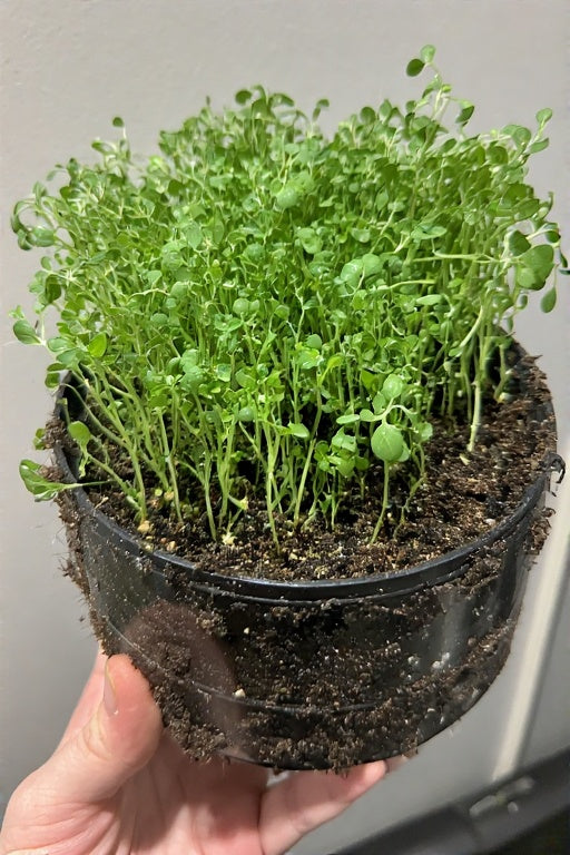 How to Start a Microgreen Garden Indoors Year-Round: A Complete Guide for Fresh, Nutrient-Packed Greens at Home