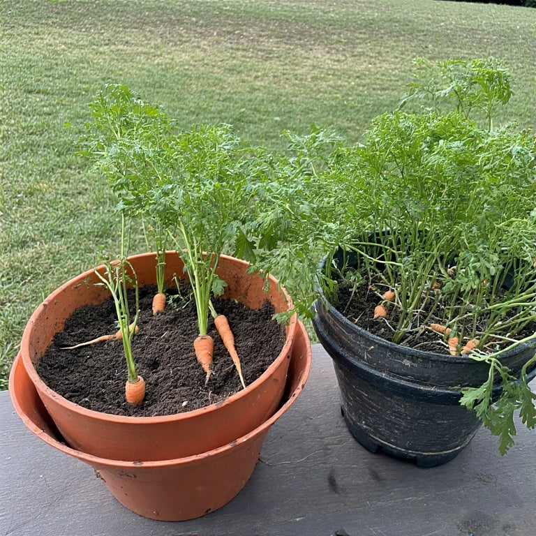Carrot Container How to Plant Carrots in Containers: A Complete Guide for Home Gardener ...