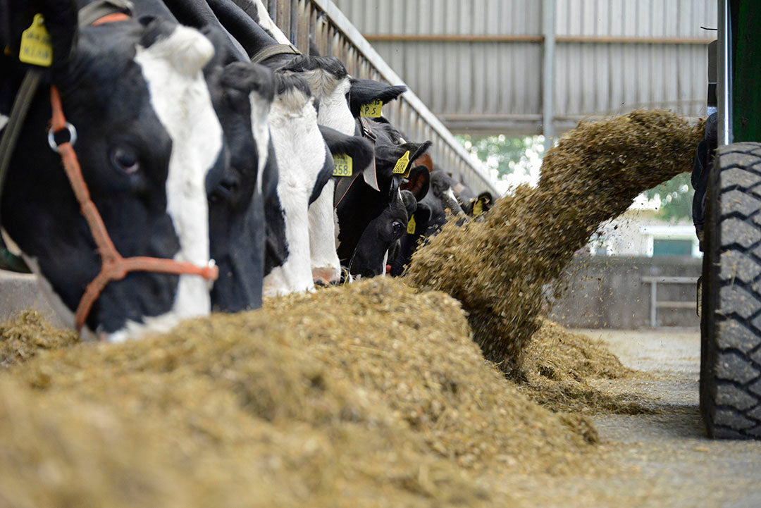 Dairy Farm Management: Planning and Execution