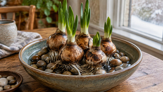 Paperwhite bulbs with visible roots and green shoots in a shallow bowl of pebbles and water