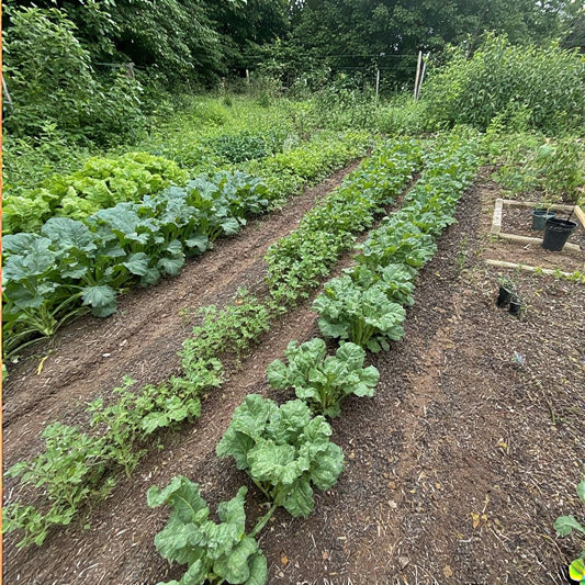 Organic Methods for Pest Control in Vegetable Gardens