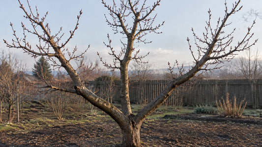 Dormant peach tree with an open, vase-shaped framework in a late-winter home orchard