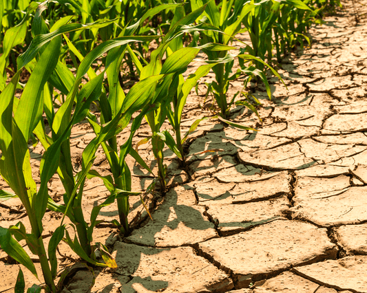 Drought-resistant crop varieties and their importance