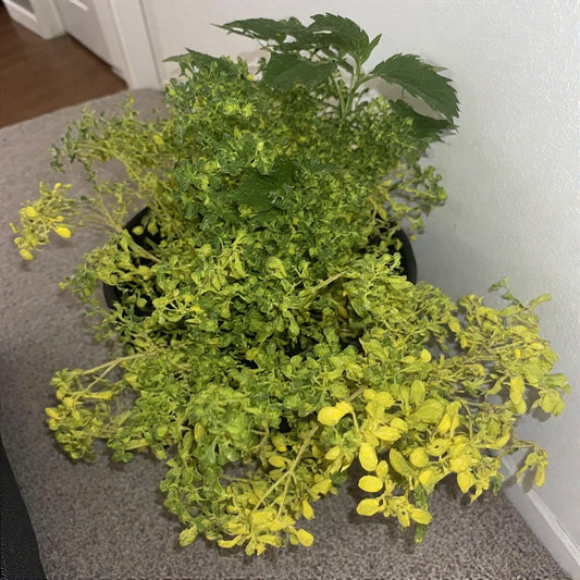 Why Are My Plants Turning Yellow or Dying? A Comprehensive Guide to Diagnosing and Reviving Your Garden