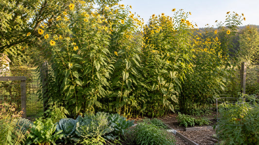 Tall Jerusalem artichoke plants with yellow flowers growing at the back of a home vegetable garden