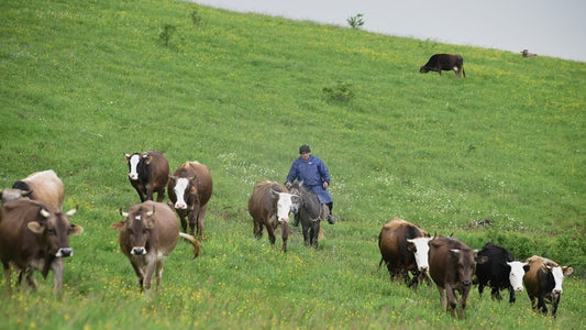 Sustainable Practices in Livestock Farming