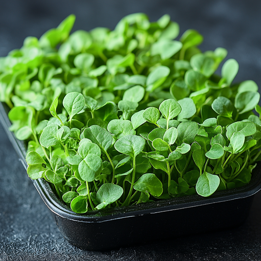 Arugula Microgreens: A Comprehensive Guide to Growing and Enjoying This Nutrient-Packed Green