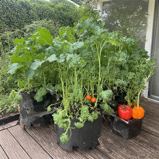 Best Vegetables to Grow on a Patio: A Comprehensive Guide