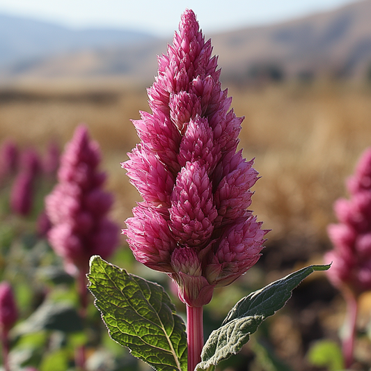 Companion Planting Amaranth: A Complete Guide to Thriving Plant Partnerships
