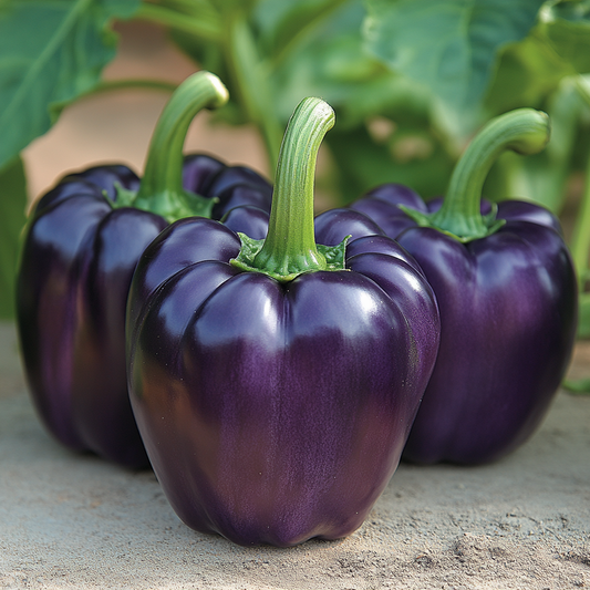 Exploring the Dark Purple Bell Pepper: A Unique Garden Gem
