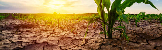 Impact of climate change on crop farming and adaptation strategies