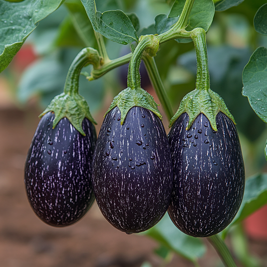 Eggplant Companion Plants: Enhancing Growth and Protecting Your Garden