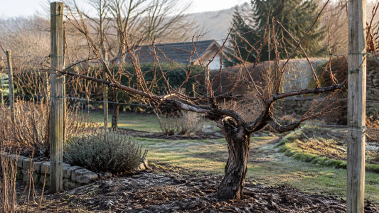 A dormant grapevine trained on a backyard trellis in late winter