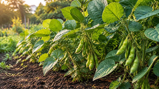 Healthy edamame plants growing in a sunny garden bed with green pods