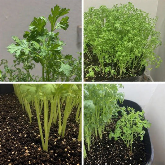 How to Grow Cilantro from Seeds Indoors: A Complete Guide to Fresh, Homegrown Flavor All Year