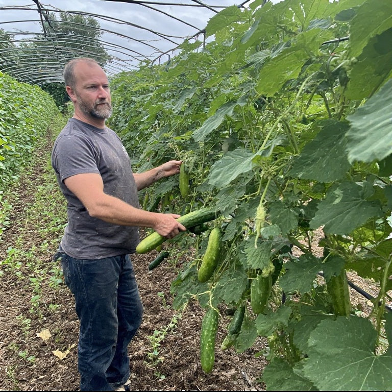 How to Grow Cucumbers on a Trellis: A Complete Guide for Abundant Harvests