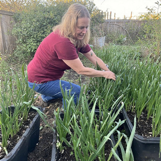 How to Grow Garlic in Containers: A Detailed Guide for Container Gardeners