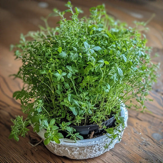 How to Grow Herbs Indoors Without Sunlight: A Complete Guide to Year-Round Harvests