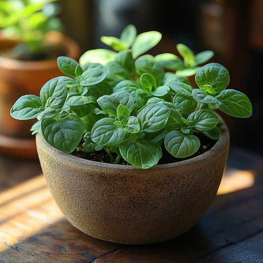 How to Grow Herbs Without Sunlight
