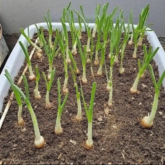How to Grow Onions from Kitchen Scraps: A Step-by-Step Guide to Regenerating Your Vegetable Waste