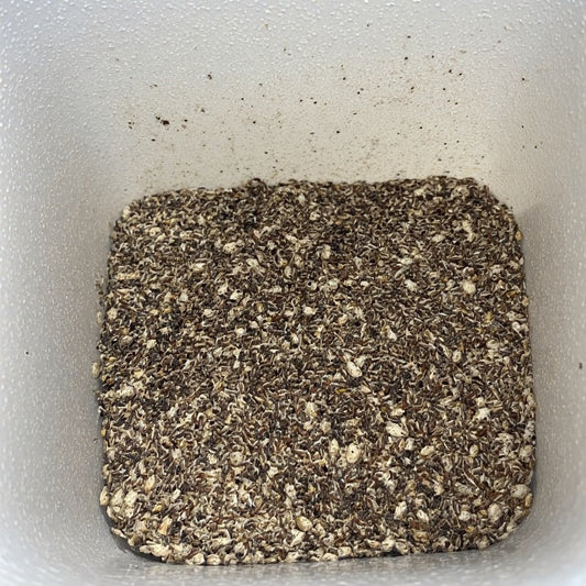 How to Start Heirloom Seeds at Home