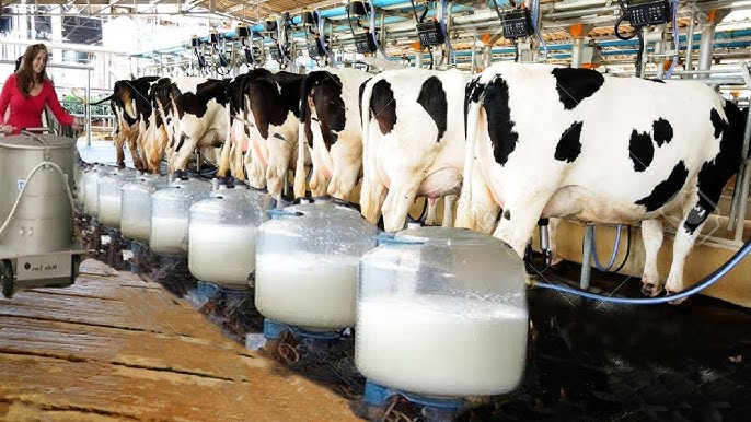 Role of Technology in Modern Dairy Farms